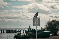 gy19