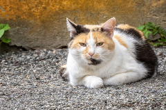 Fleckenkatze