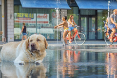 Hund-im-Wasser