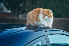 Katze-am-Autodach