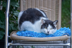 Katze-auf-Korbsessel