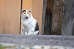 Katze-gelangweilt