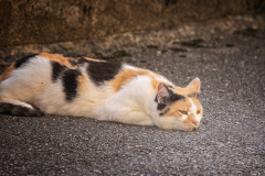 Katze-liegt-flach