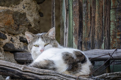Katze-schwarzweiss