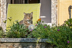 Tigerkatze-am-Blumenbalkon