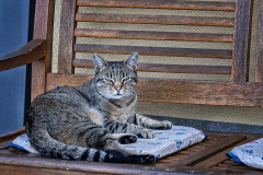 Tigerkatze-am-Stuhl