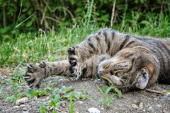 Tigerkatze-zeigt-Krallen