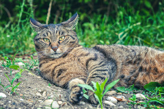 Tigerkatze