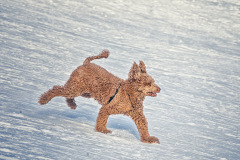 Wuschelhund