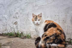gescheckte-Katze
