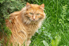 roter-Kater-im-Gras