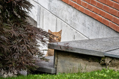 roter-Kater-versteckt