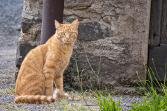 roter-Kater