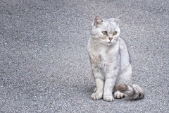 russisch-blauer-Kater-verdattert