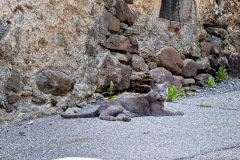 russischblaue-Katze