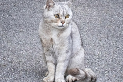 russischblauer-Kater