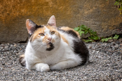 schoengefleckte-Katze