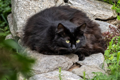 schwarze-Angorakatze