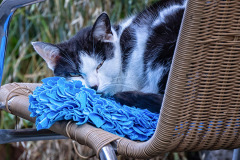 schwarzweisse-Katze-am-Gartenstuhl
