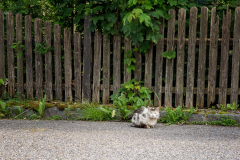 struppige-Katze