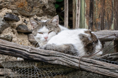 ungnaedige-Katze