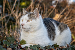vertraeumte-Katze