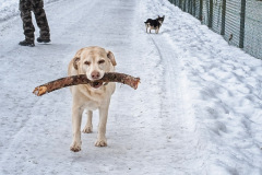 weisser-Hund-apportiert