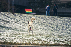 weisser-Hund-im-Lauf