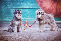 zwei-wuschlige-Hunde