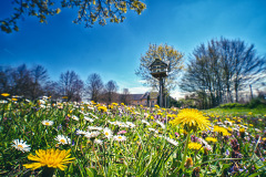 Blumenwiese