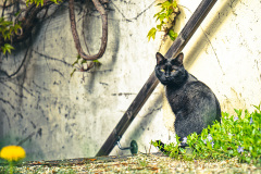Mao4