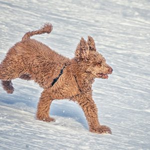 Hund im Schnee