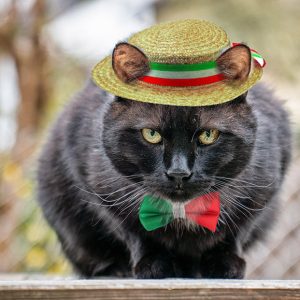 Maowithhat